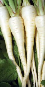 Country Lore: How to Grow Parsnips Image